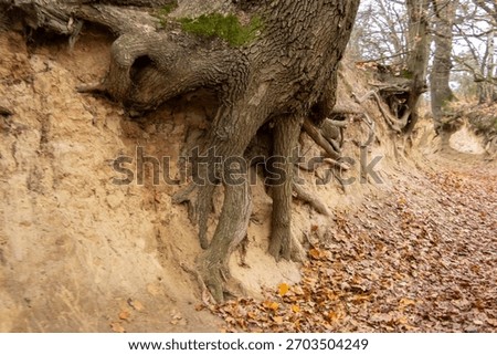 Unique tree root formation along sandy path at Root Gorge, Kazimierz Dolny, showcasing natural erosion and earth textures during autumn season.