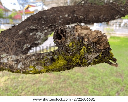 Unique tree trunk even though it is rotten
