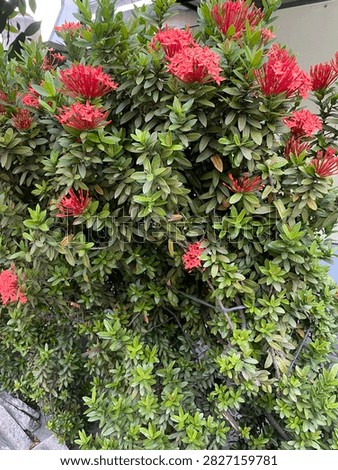 A unique tree whose flowers taste sweet when eaten