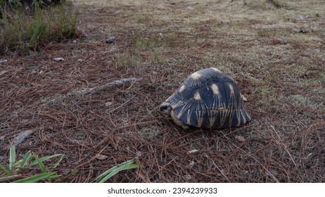 A unique turtle Astrochelys radiata endemic to Madagascar walks. A carapace with a beautiful pattern, a head is visible. Fallen pine needles are scattered on the ground. Nosy Soa Park