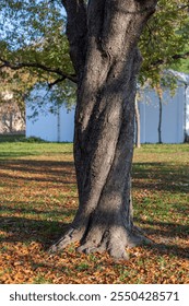 Unique twisted tree trunk stands amidst fallen leaves in a serene park setting during autumn