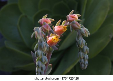 Einzigartiger Typ verschiedener farbiger Blumen auf einer Pflanze