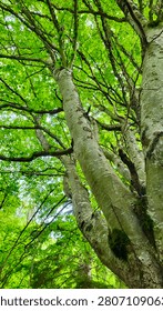 Unique upward perspective from the base of a tree trunk into a dense canopy of vibrant green leaves and branching limbs in Swiss nature. The image emphasizes the impressive height of the tree.