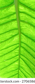 a unique vein patterns of taro leaf, soft green colors, and natural moisture. Great for botanical themes, organic product mockups, food agriculture concepts, and tropical nature background