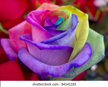 A unique and very special rainbow rose - Powered by Shutterstock