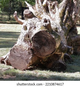 Unique View Of Fallen Giant Sequoia Tree Including Tree Rings Where Sawed.