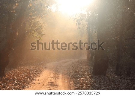Unique view of a forest trail while on safari vehicle in India