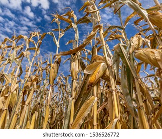 Unique View Looking Mature Ear Corn Stock Photo 1536526772 | Shutterstock