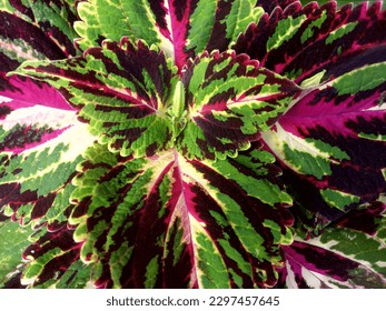 Unique wallpaper of Plectranthus Scutellarioides SP leaves, a bland of green, maroon and white - Shutterstock ID 2297457645
