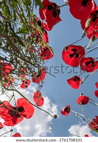 A unique worm's-eye view looking up at vibrant red poppy flowers stretching toward a bright blue sky with soft white clouds, highlighting the beauty of spring.