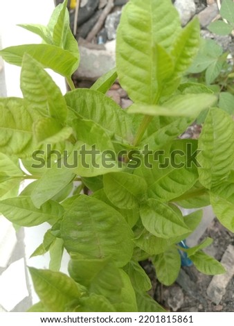 The unique young guava plant and its leaves can prevent diarrheal disease Stock photo © 