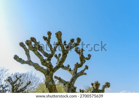 Uniquely Pruned Bare Trees (Pollarding) against a clear blue sky in winter