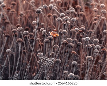 Uniqueness - a brightly blooming flower with a ladybug, among frozen withered flowers, - Powered by Shutterstock