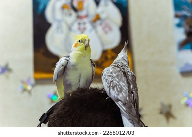 #uniqueSSelf Cute birds are sitting.Pair of parrots.Corella parrots.Pets birds.Interesting pets.Caring for pets.Two parrots.Smart bird.Bird with a crest.Cute animal.Funny bird.Parrot looks.Cockatiel.