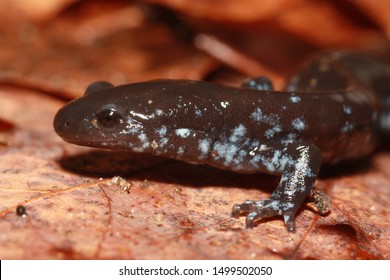 A unisexual Ambystoma salamander from the great-lakes region of the united states.  They contain genomes from several other species, included the blue-spotted salamander and the jefferson's salamander