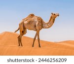 United Arab Emirates - Dromadery camel (Camelus dromedarius)