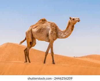 United Arab Emirates - Dromadery camel (Camelus dromedarius)