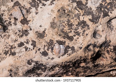 United States. Arizona. Coconino County. A fossil shell along the Bright Angel Point Trail (Grand Canyon, North Rim). 