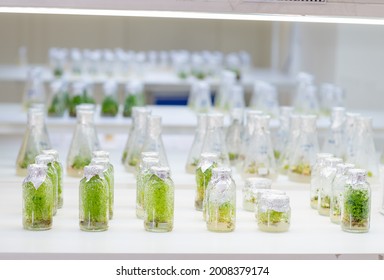 University lab exploring new methods of plant breeding, Alternative green herb medicine, Natural skin care beauty products, Laboratory and development concept.