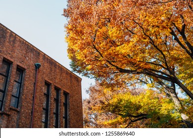 The University of Tokyo with autumn maple in Tokyo, Japan