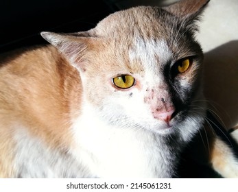 Unkempt Street Cat Has A Black Spot On The Nose With A Hungry Look