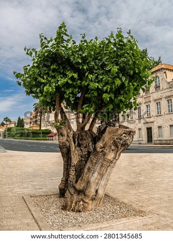 Unkillable Tree In Dubrovnik Square vert