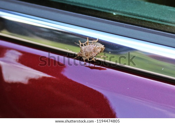 Unknown bug on the car door while traveling in\
the country