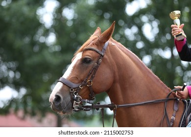 Unknown Competitor Ride On A Sport Horse On Equitation Event At Summertime Outdoors. Show Jumper Horse Wearing Colorful Award Ribbon. Equestrian Sports