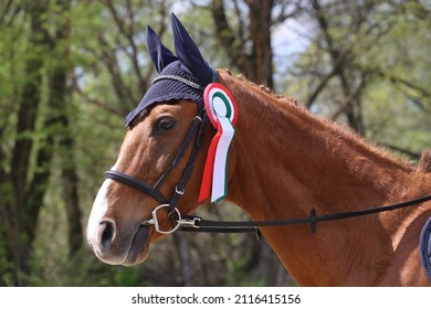 Unknown Competitor Ride On A Sport Horse On Equitation Event At Summertime Outdoors. Show Jumper Horse Wearing Colorful Award Ribbon. Equestrian Sports