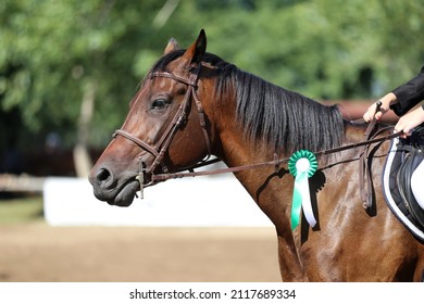 Unknown Competitor Ride On A Sport Horse On Equitation Event At Summertime Outdoors. Show Jumper Horse Wearing Colorful Award Ribbon. Equestrian Sports