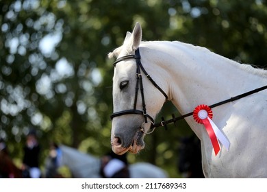 Unknown Competitor Ride On A Sport Horse On Equitation Event At Summertime Outdoors. Show Jumper Horse Wearing Colorful Award Ribbon. Equestrian Sports