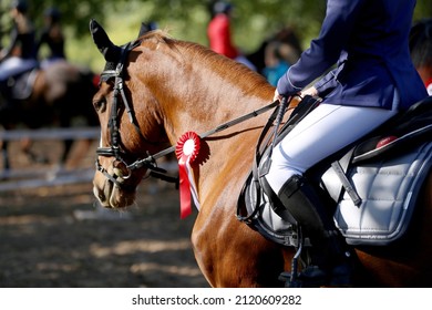 Unknown competitor ride on a sport horse on equitation event at summertime outdoors. Show jumper horse wearing colorful award ribbon. Equestrian sports