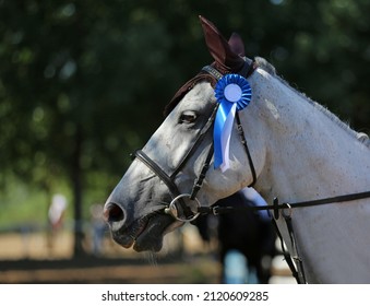 Unknown Competitor Ride On A Sport Horse On Equitation Event At Summertime Outdoors. Show Jumper Horse Wearing Colorful Award Ribbon. Equestrian Sports