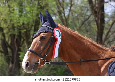 Unknown Competitor Ride On A Sport Horse On Equitation Event At Summertime Outdoors. Show Jumper Horse Wearing Colorful Award Ribbon. Equestrian Sports