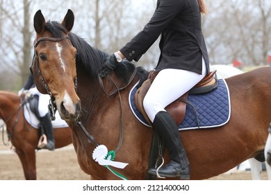 Unknown Competitor Ride On A Sport Horse On Equitation Event At Summertime Outdoors. Show Jumper Horse Wearing Colorful Award Ribbon. Equestrian Sports