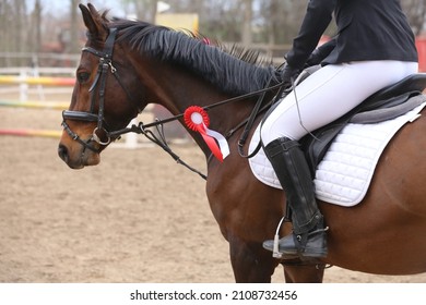 Unknown competitor ride a sport horse on equitation event at summertime ourdoors. Show jumper horse wearing award winning ribbon. Equestrian sports. Horsegirl sitting in saddle