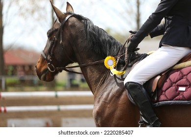 Unknown Competitor Ride A Sport Horse On Equitation Event At Summertime Outdoors. Show Jumper Horse Wearing Award Winning Ribbon. Equestrian Sports Background