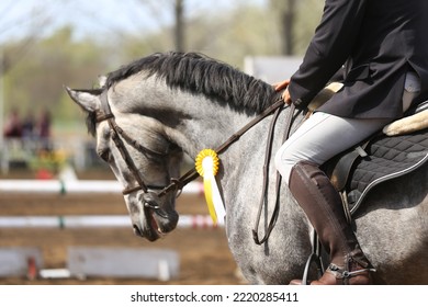 Unknown Competitor Ride A Sport Horse On Equitation Event At Summertime Outdoors. Show Jumper Horse Wearing Award Winning Ribbon. Equestrian Sports Background