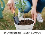 Unknown faceless gardener in jeans working in the field, digging raspberry seedling from the pot, holding shovel, planting small berry bush in the ground.