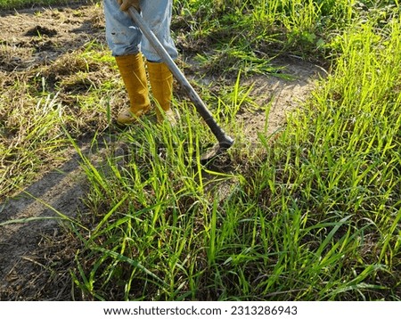 unknown farmer hoeing weed and grass at the field