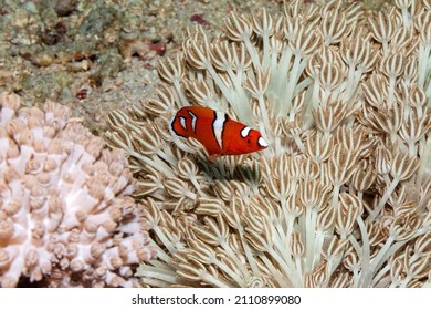 Unknown Fish In The Reef Defends Its Territory