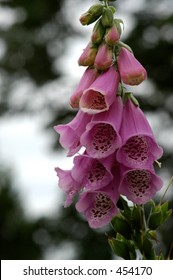 Unknown Flower - Salt Spring Island BC