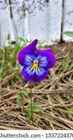 Unknown Flower, Sandpoint, Idaho