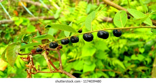 Unknown Fruit in Unknown Tree