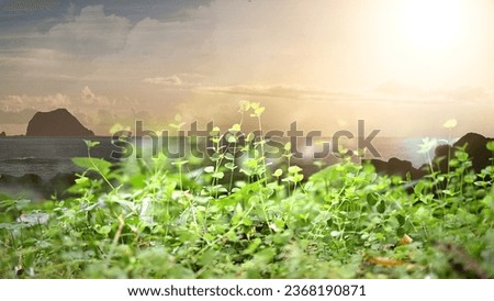 Unknown green plants on the hillside. Emerald Sunrise: Sunlight Painting the Seaside Sloping Grasslands.
