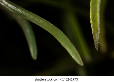 
unknown macro shot creates a different style