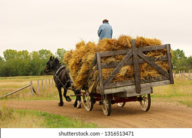An unknown man on a wagon of hay being pulled by a horse