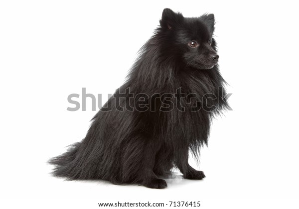 Unknown Mixed Breed Longhaired Small Black Stock Photo Edit Now
