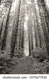 Unknown Path Into The Forest