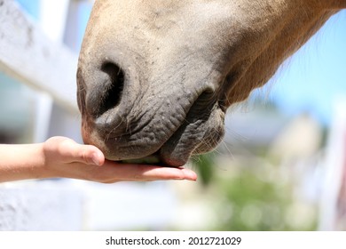 Unknown rider girl feeding her gentle horse with melone snacks in the summer corral. Girl hand feeding by melone and caressing muzzle of a horse - Powered by Shutterstock